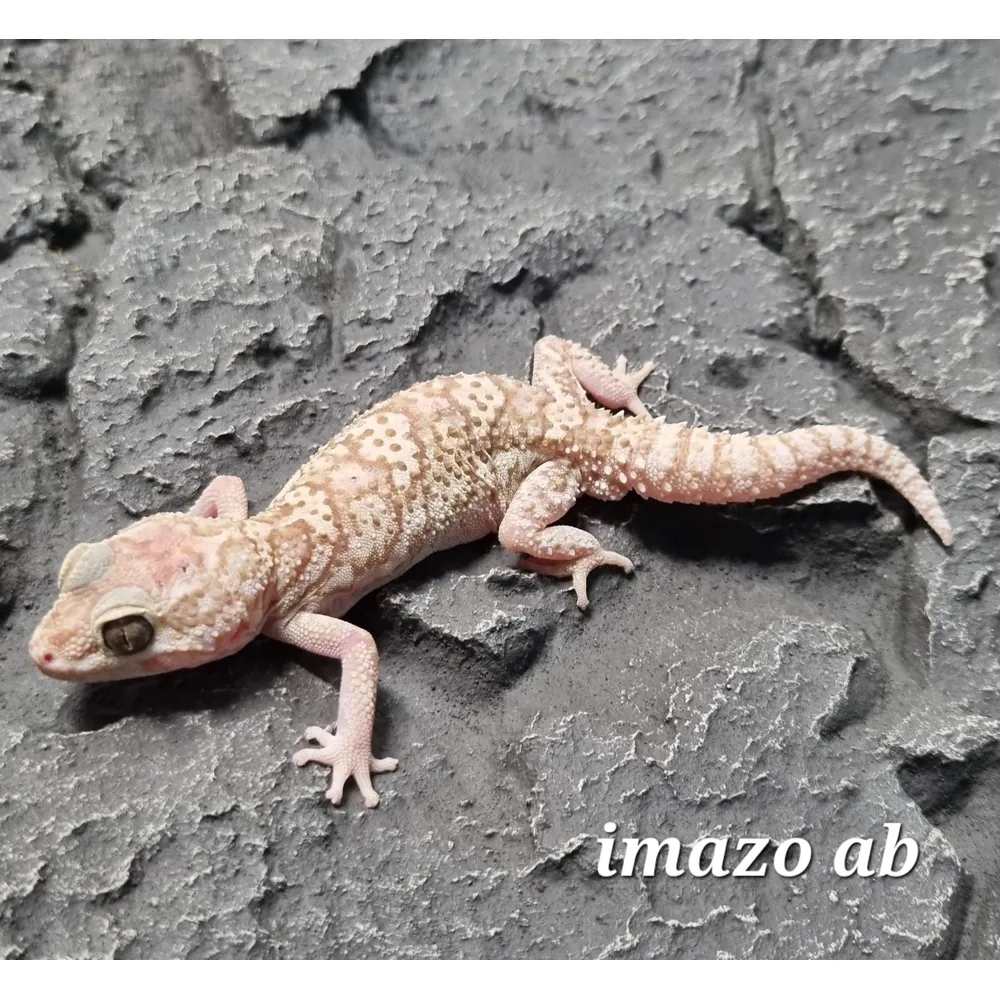 Madagaskar Markgecko Subadult - Paroedura picta